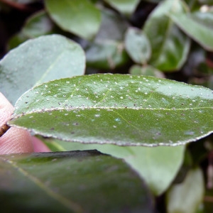 Photographie n°210997 du taxon Elaeagnus x ebbingei Door.