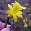  Emmanuel Stratmains - Jasminum nudiflorum Lindl. [1846]