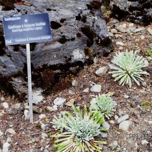 Photographie n°211057 du taxon Saxifraga longifolia Lapeyr. [1801]