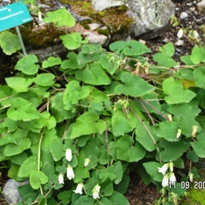  - Campanula latifolia L. [1753]