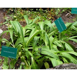 Gentiana sp.