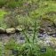  Alain Bigou - Cirsium palustre (L.) Scop. [1772]