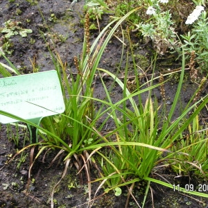  - Tofieldia calyculata (L.) Wahlenb. [1812]