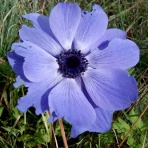  - Anemone coronaria L. [1753]