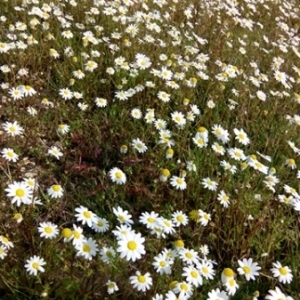 Photographie n°211104 du taxon Anthemis arvensis L. [1753]