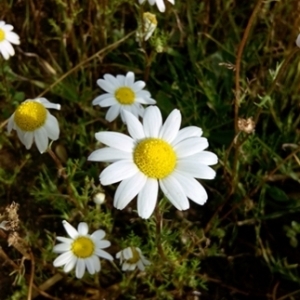 Photographie n°211105 du taxon Anthemis arvensis L. [1753]