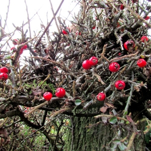  - Cotoneaster horizontalis Decne. [1879]