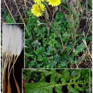  - Crepis bursifolia L. [1753]