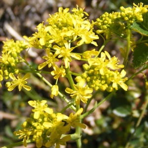 Photographie n°211179 du taxon Isatis tinctoria L.