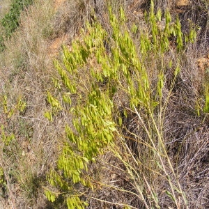 Photographie n°211180 du taxon Isatis tinctoria L.