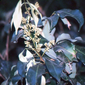 Litchi chinensis Sonn. (Litchi)