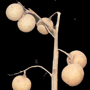 Photographie n°211198 du taxon Dimocarpus longan Lour.