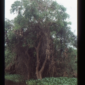 Photographie n°211200 du taxon Eichhornia crassipes (Mart.) Solms [1883]