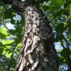 Photographie n°211202 du taxon Cotinus coggygria Scop. [1771]