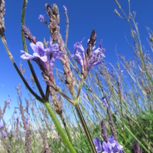  - Lavandula canariensis Mill. [1768]