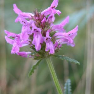 Photographie n°211206 du taxon Betonica officinalis L. [1753]