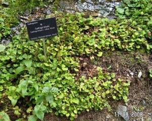 Alain Bigou, le 11 septembre 2008 (Barèges (Pont de la Gaubie))
