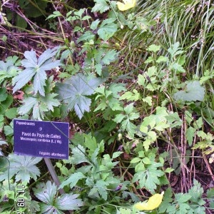 Photographie n°211223 du taxon Meconopsis cambrica (L.) Vig.