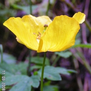 Photographie n°211225 du taxon Meconopsis cambrica (L.) Vig.