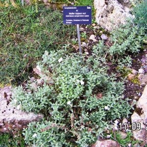  - Antirrhinum sempervirens Lapeyr. [1801]