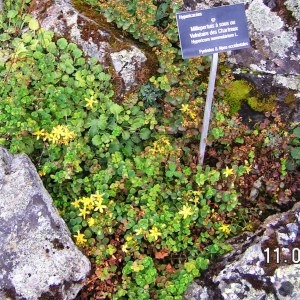 Photographie n°211232 du taxon Hypericum nummularium L. [1753]