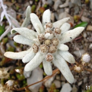 Photographie n°211241 du taxon Leontopodium nivale subsp. alpinum (Cass.) Greuter [2003]