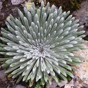 Photographie n°211242 du taxon Saxifraga longifolia Lapeyr. [1801]