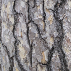 - Pinus laricio proles corsicana (Loudon) P.Fourn. [1934]