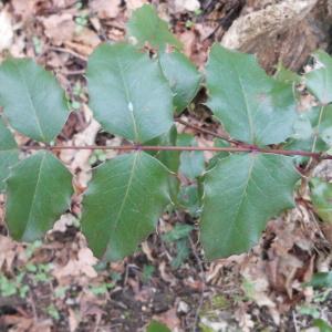 Photographie n°211259 du taxon Berberis aquifolium Pursh [1814]