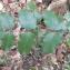  Ulric CHATAGNON - Berberis aquifolium Pursh [1814]