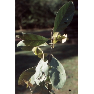 Combretum P. Loefling