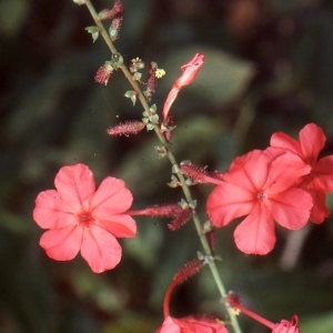  - Plumbago rosea L.