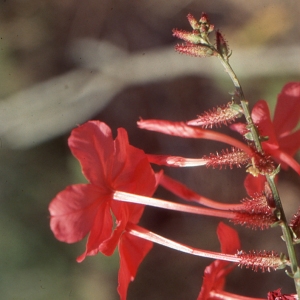 Plumbago indica L. (Zapatitos de la virgen)