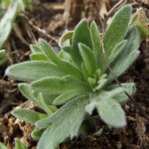 Photographie n°211323 du taxon Artemisia dracunculus L. [1753]