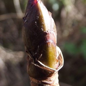 Photographie n°211324 du taxon Aesculus hippocastanum L. [1753]