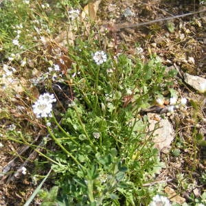 Photographie n°211327 du taxon Teesdalia nudicaulis (L.) R.Br.
