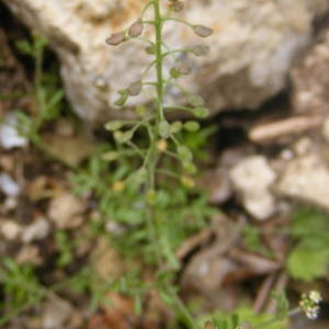 Photographie n°211330 du taxon Hornungia petraea (L.) Rchb. [1838]