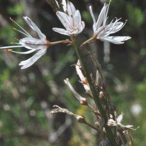 Asphodelus albus subsp. cerasiferus (J.Gay) Rouy (Asphodèle-cerise)