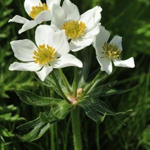  - Anemone narcissiflora subsp. narcissiflora