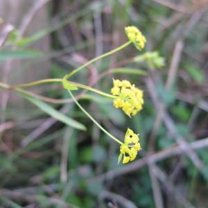 Bupleurum falcatum subsp. falcatum var. petiolare (Lapeyr.) DC.