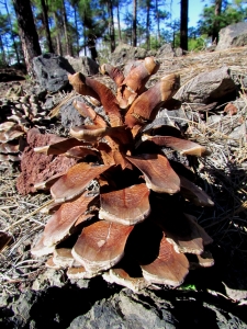 Annick Larbouillat, le 14 janvier 2013 (Ténérife. Parque Natural Corona Forestal (Ténérife. Parque Natural Corona Forestal, Montana del Limon, Vallée de la Orotava.))