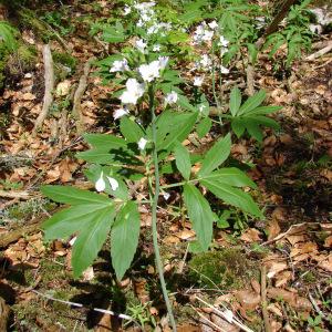 Photographie n°211424 du taxon Cardamine heptaphylla (Vill.) O.E.Schulz [1903]