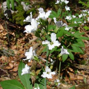 Photographie n°211426 du taxon Cardamine heptaphylla (Vill.) O.E.Schulz [1903]