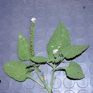 Photographie n°211432 du taxon Heliotropium indicum L.