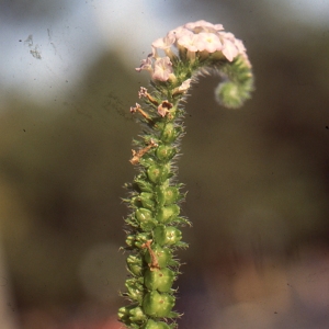 Heliotropium indicum L. (Herbe à malingres)