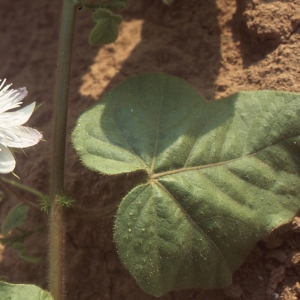 Passiflora L.