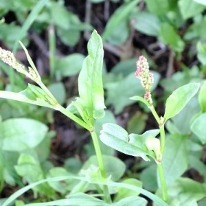 Photographie n°211457 du taxon Rumex acetosella L. [1753]