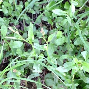Photographie n°211458 du taxon Rumex acetosella L. [1753]