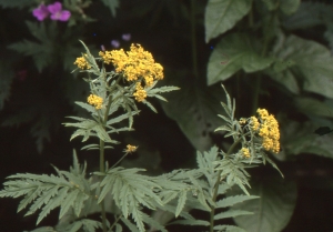 Liliane Roubaudi, le 23 juin 2002 (Chamonix-Mont-Blanc)
