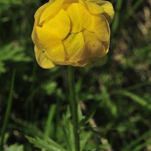  - Trollius europaeus subsp. europaeus 